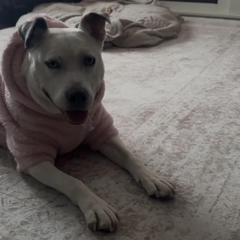 Solspring thumbnail 6