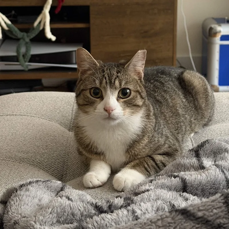 A baby small-sized male Tabby (Buff / Tan / Fawn) Domestic Short Hair cat named Kai for adoption in Weehawken, NJ