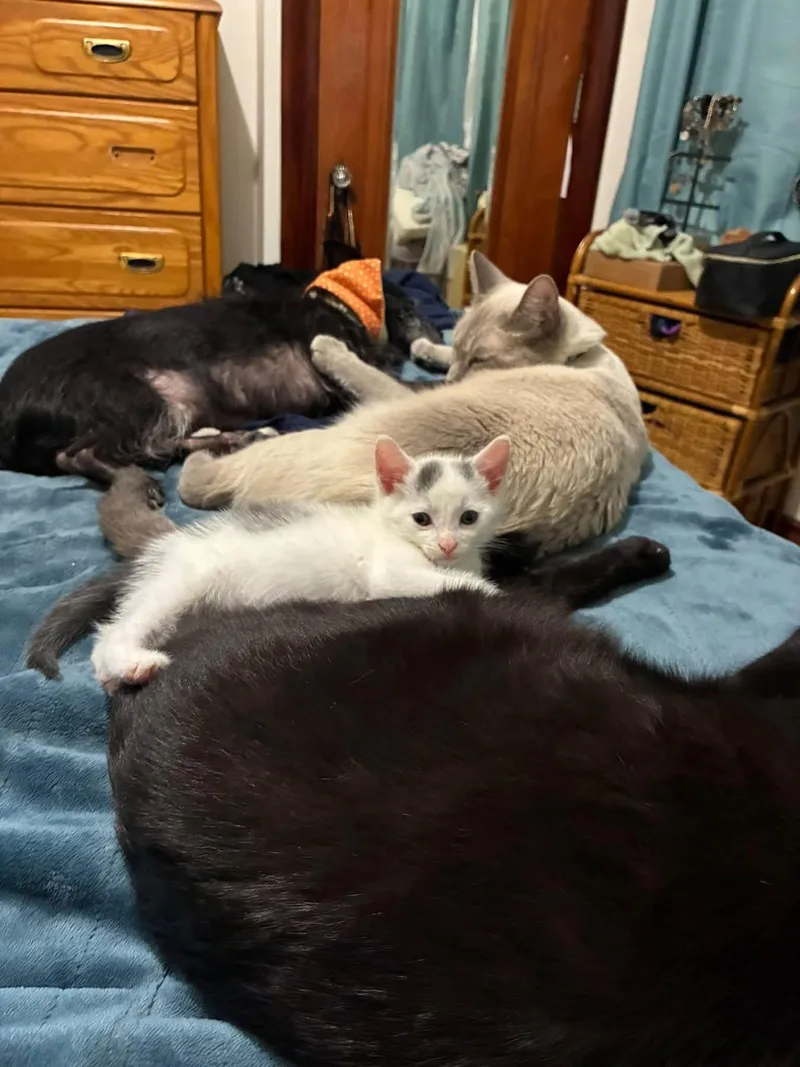A baby small-sized male White Domestic Short Hair cat named Possum for adoption in Grosse Pointe Park, MI