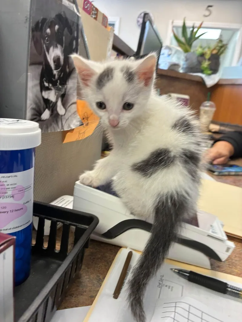 Possum thumbnail 3