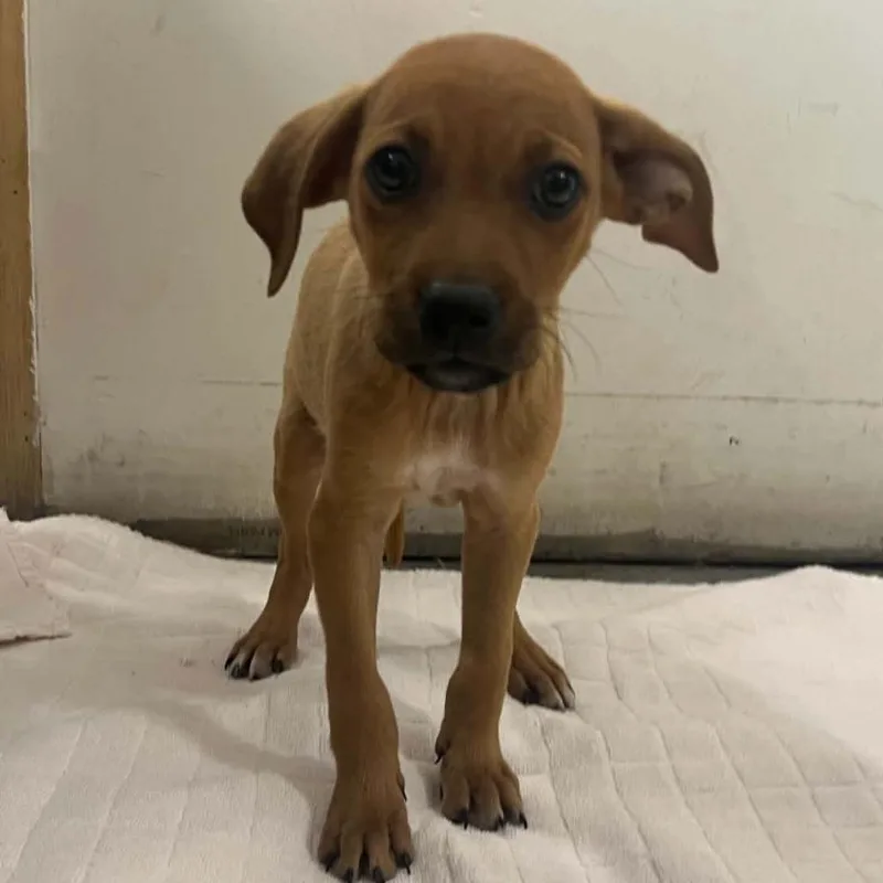 A baby small-sized male Yellow / Tan / Blond / Fawn Terrier dog named Drift for adoption in Minneapolis, MN