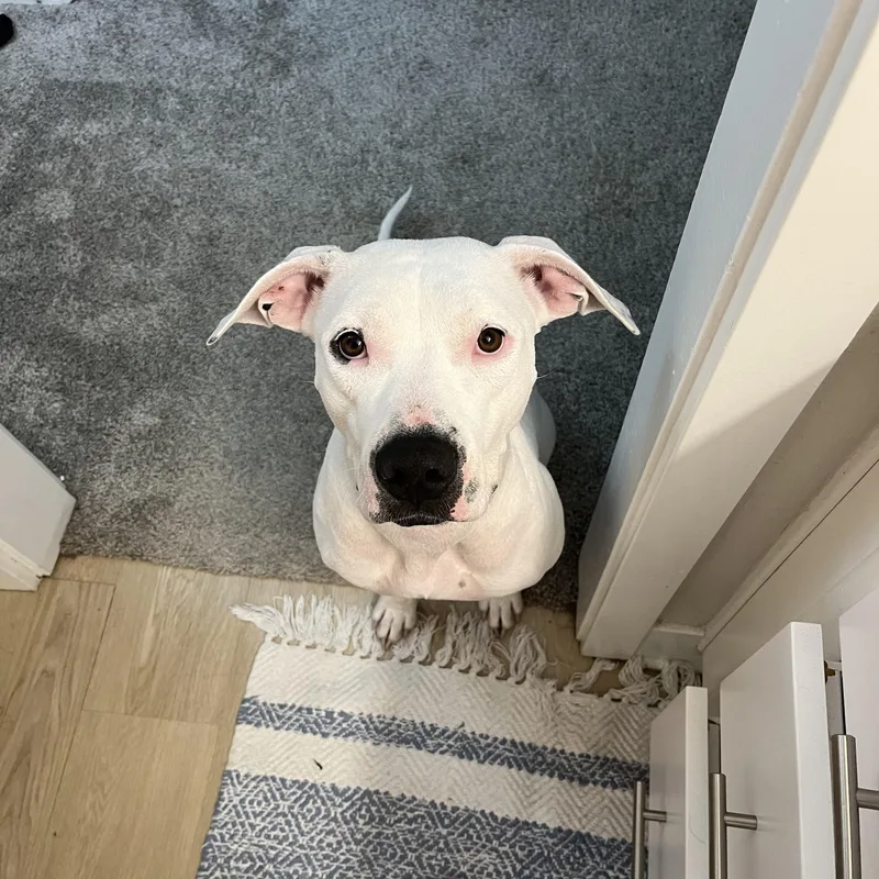 A young medium-sized female White / Cream Pit Bull Terrier dog named Sweetie for adoption in Cool, CA