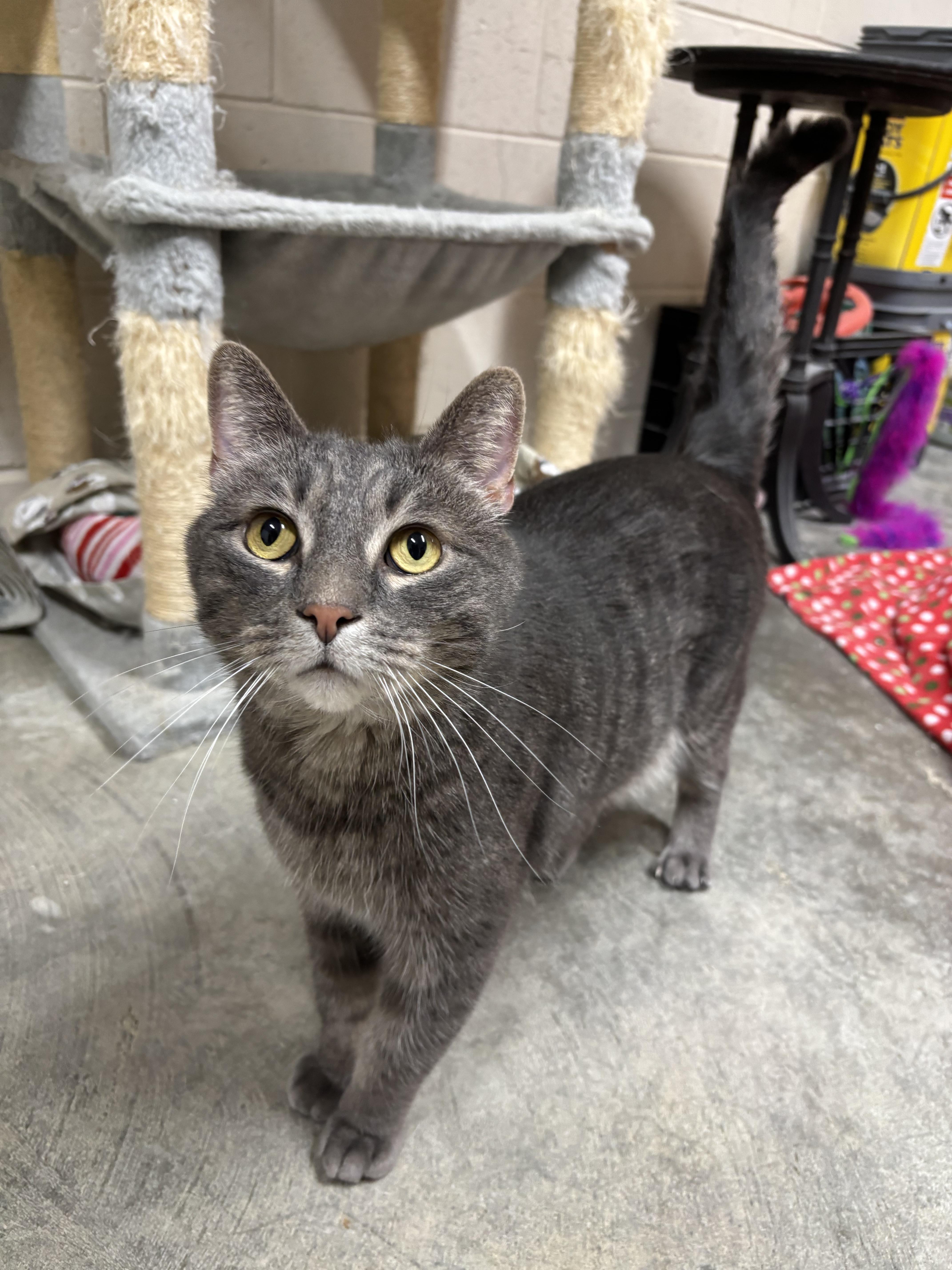 An adult medium-sized male Domestic Short Hair cat named Toby for adoption in Saint Marys, WV