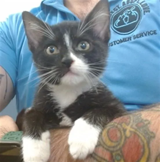 A baby small-sized male Domestic Medium Hair cat named Luke for adoption in Miami, FL