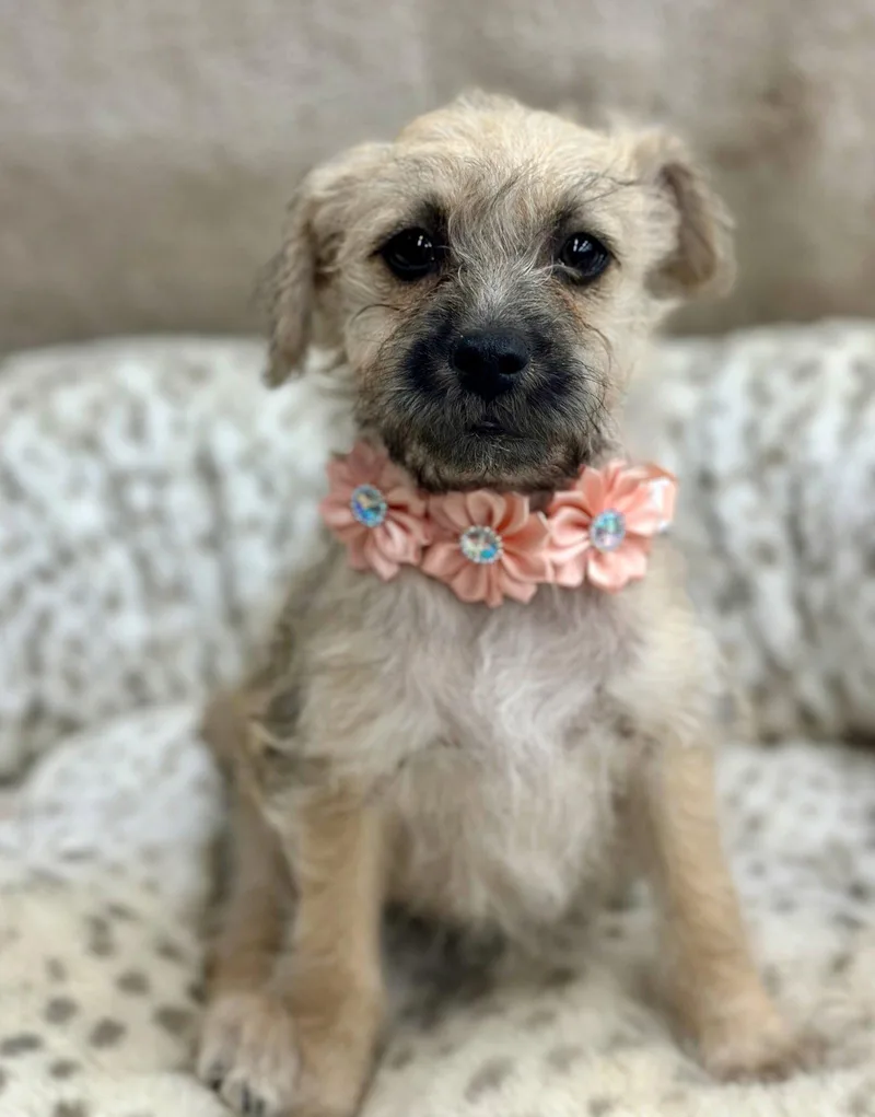 A baby small-sized female Brussels Griffon dog named Clue: Wrench for adoption in Palo Alto, CA