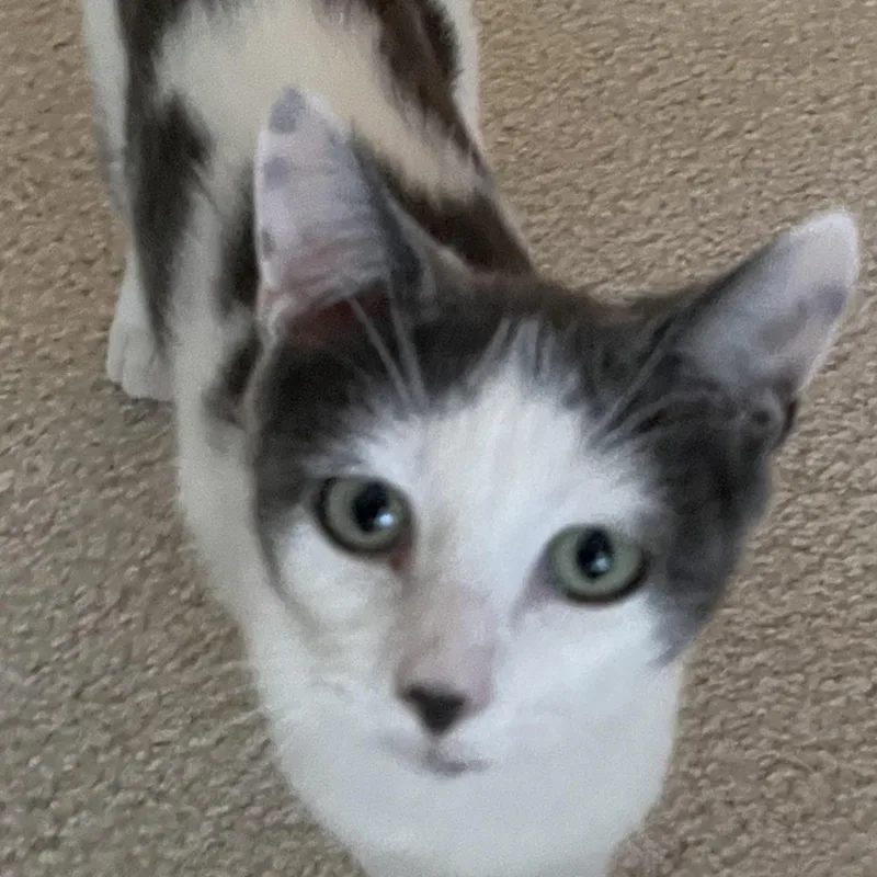 A baby medium-sized female White Domestic Short Hair cat named Bobbi for adoption in Denver, NC