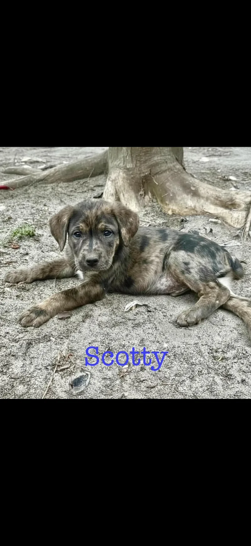 A baby medium-sized male Catahoula Leopard Dog dog named Scotty for adoption in seaside heights, NJ