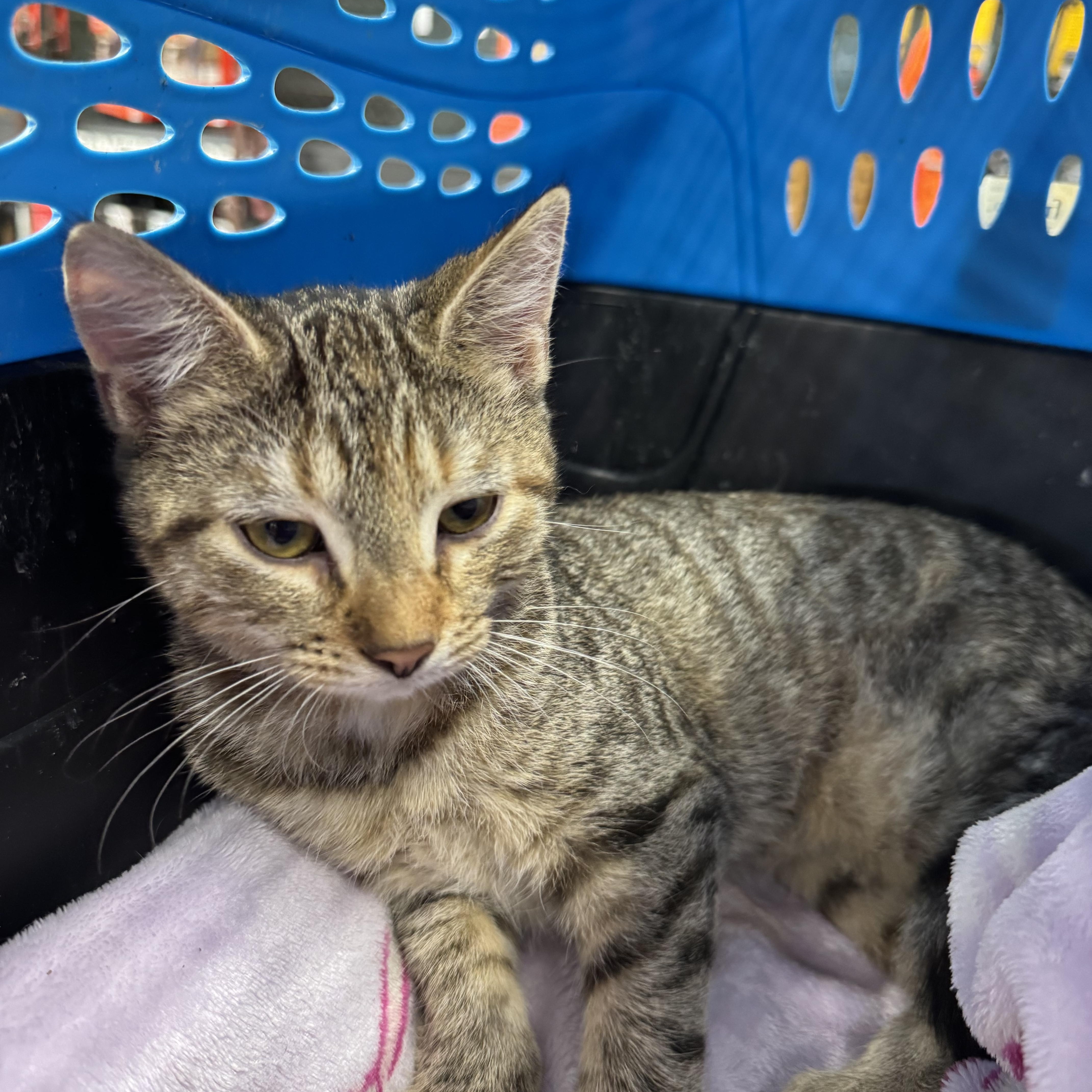 A baby medium-sized female Tabby (Brown / Chocolate) Domestic Short Hair cat named Frothy for adoption in Easley, SC