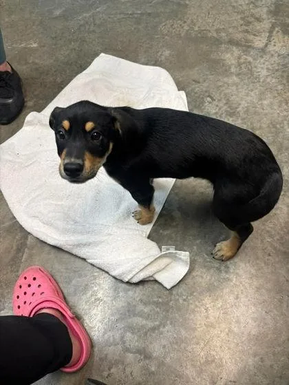 A baby large-sized male Labrador Retriever dog named Trefoils for adoption in Paducah, KY