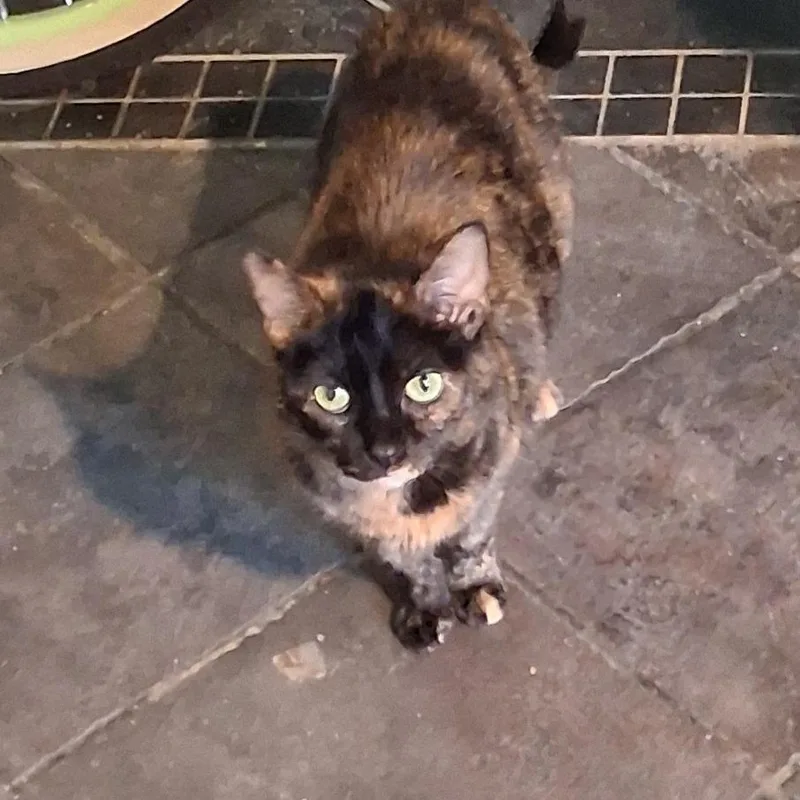 A senior medium-sized female Torbie Domestic Medium Hair cat named Eerial for adoption in Matteson, IL