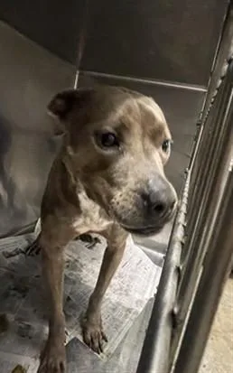 A young medium-sized female Pit Bull Terrier dog named Chloe for adoption in Van Nuys, CA