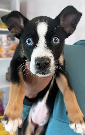 A baby medium-sized female Black Mixed Breed dog named Falafel for adoption in Nashville, TN