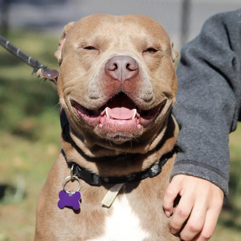 An adult large-sized male White / Cream Pit Bull Terrier dog named St. Luke for adoption in Columbia, SC