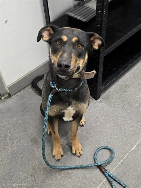 An adult large-sized female German Shepherd Dog dog named Abby for adoption in Mesa, AZ