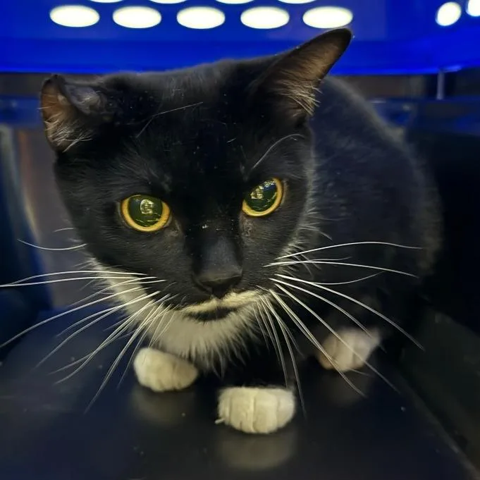 An adult medium-sized female Domestic Short Hair cat named Bonita for adoption in Allentown, PA