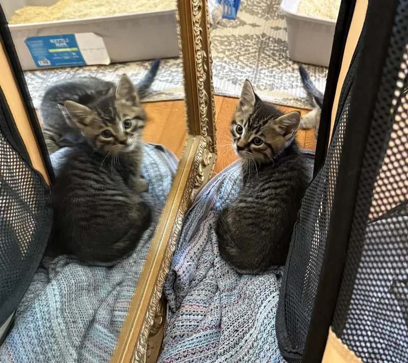 A baby medium-sized male Domestic Short Hair cat named Dewey for adoption in Trenton, NJ