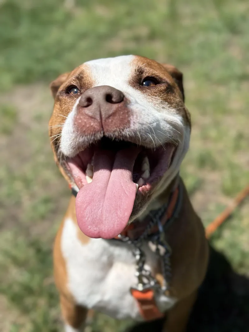 An adult large-sized male Brown / Chocolate Pit Bull Terrier dog named Frankie for adoption in Nutting Lake, MA