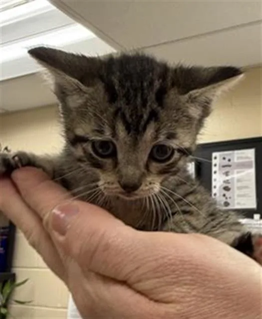 A baby small-sized female Domestic Short Hair cat named Karen Smith for adoption in Aliquippa, PA