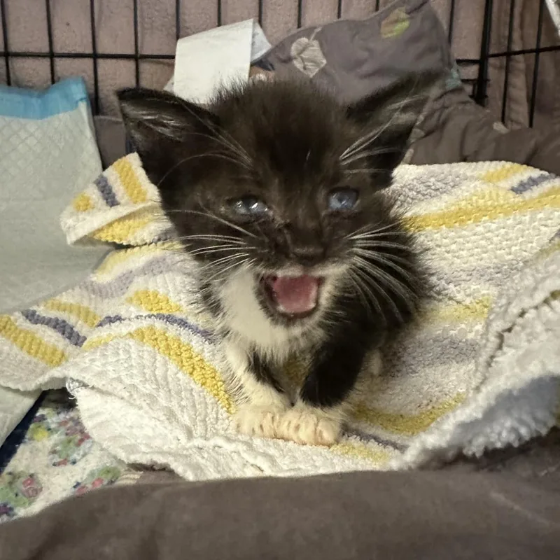 Valentina thumbnail 2