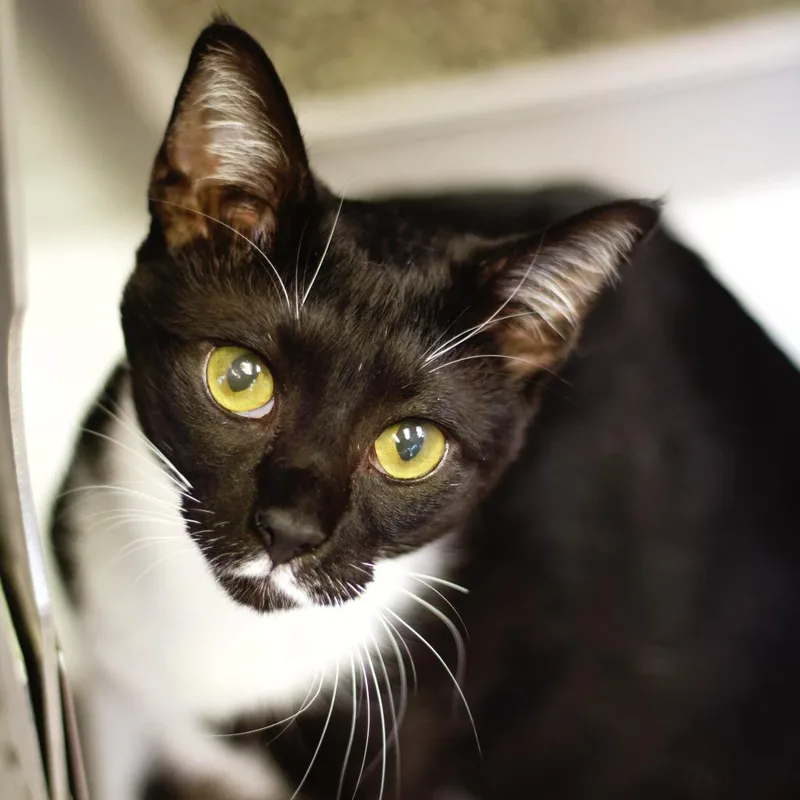 Valentina thumbnail 3