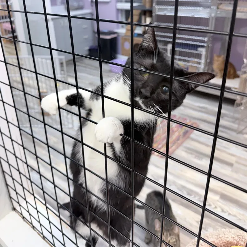 Valentina thumbnail 4