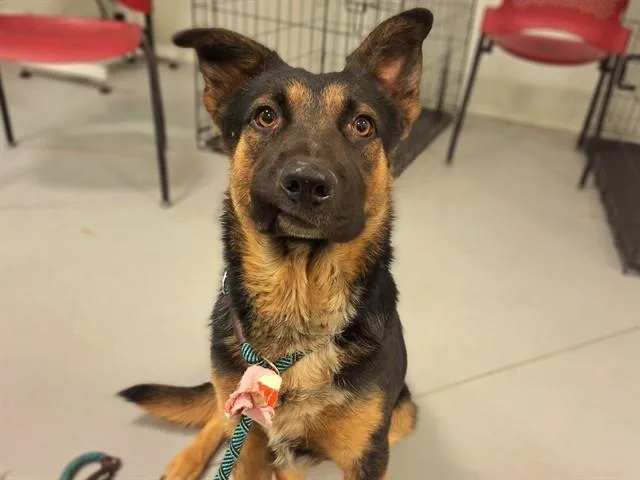 An adult large-sized male German Shepherd Dog dog named Otter for adoption in Phoenix, AZ