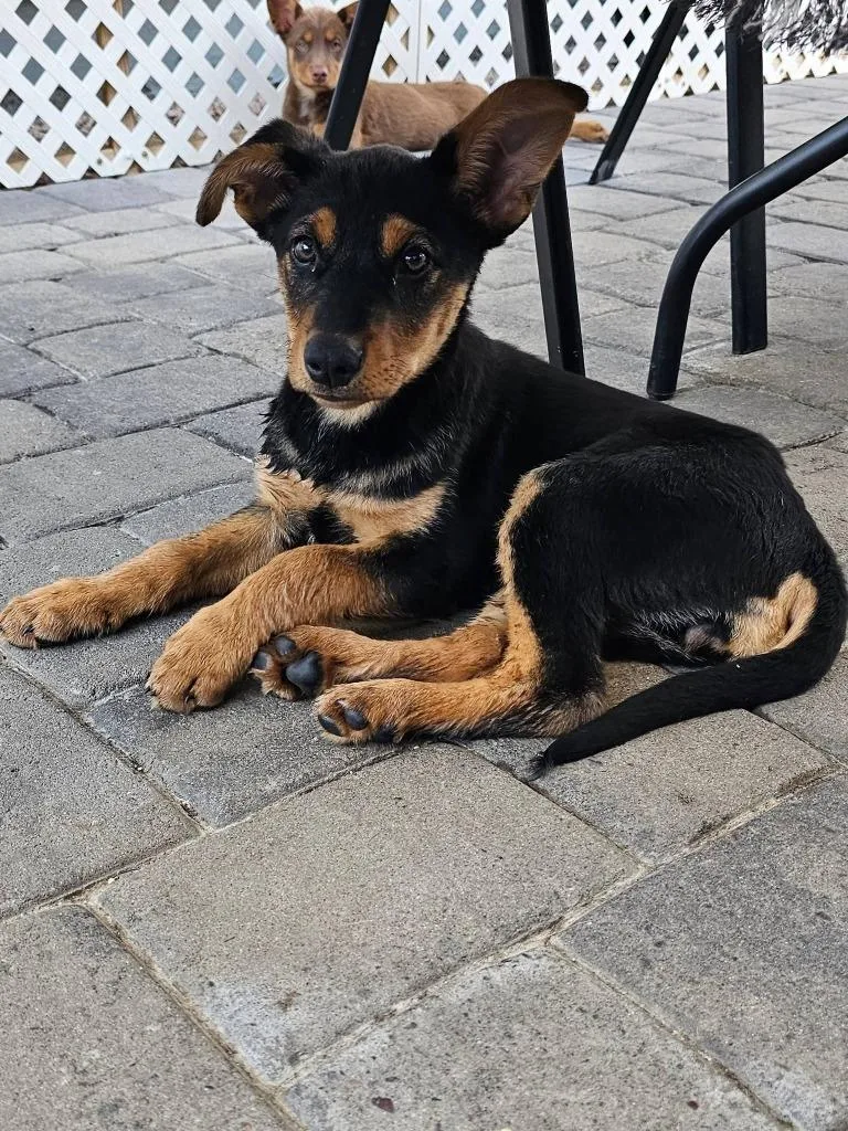 A baby small-sized female Mixed Breed dog named Sporty Spice for adoption in Mesa, AZ