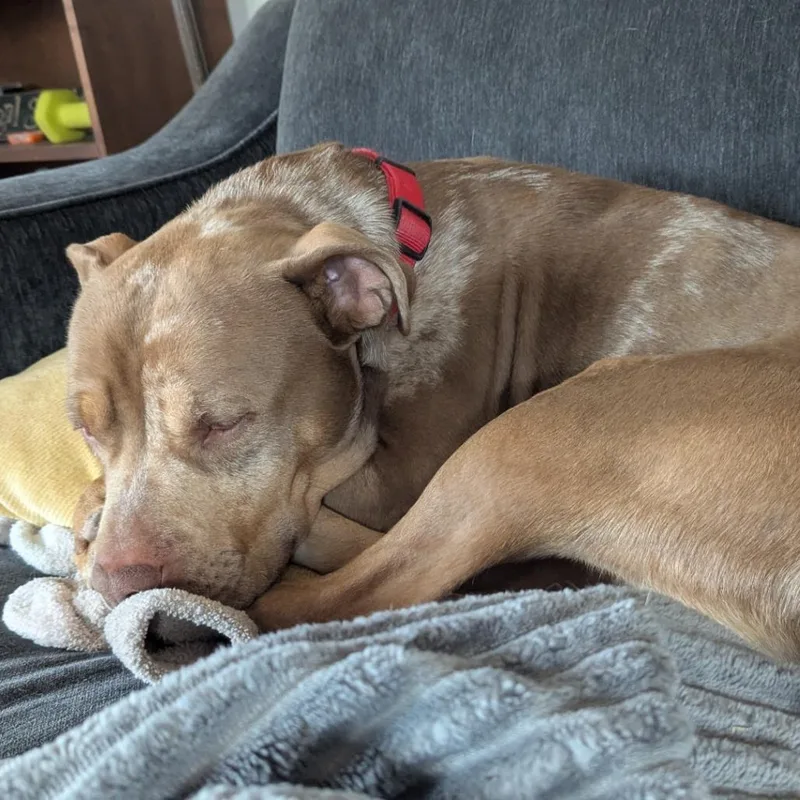 An adult medium-sized male Yellow / Tan / Blond / Fawn Pit Bull Terrier dog named Obie for adoption in Newark, NJ