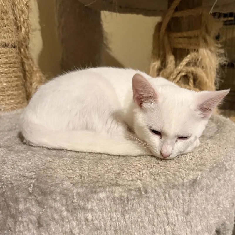 A baby small-sized female Domestic Short Hair cat named Pearl for adoption in Woodstock, GA