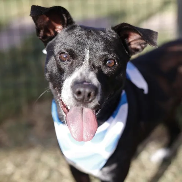 A young medium-sized female American Staffordshire Terrier dog named Marceline for adoption in San Antonio, TX