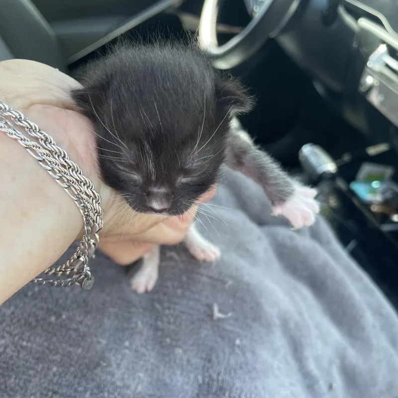 A baby small-sized female Domestic Short Hair cat named Yellena for adoption in Santa Barbara, CA