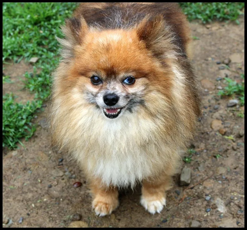 An adult small-sized male Pomeranian dog named Cyrus for adoption in Shippenville, PA