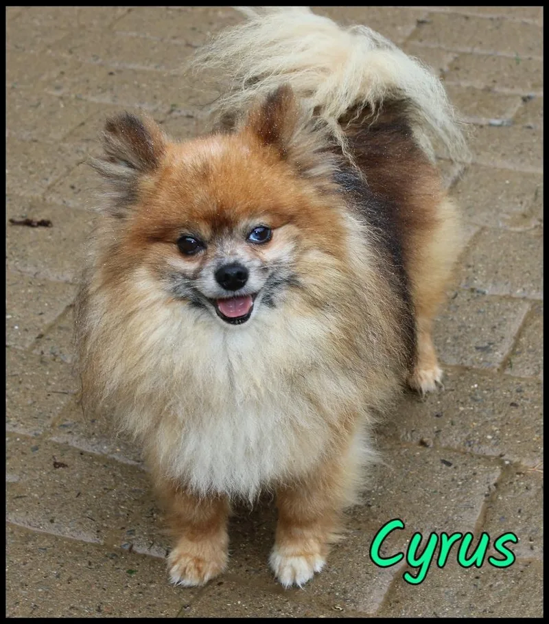 Cyrus thumbnail 4