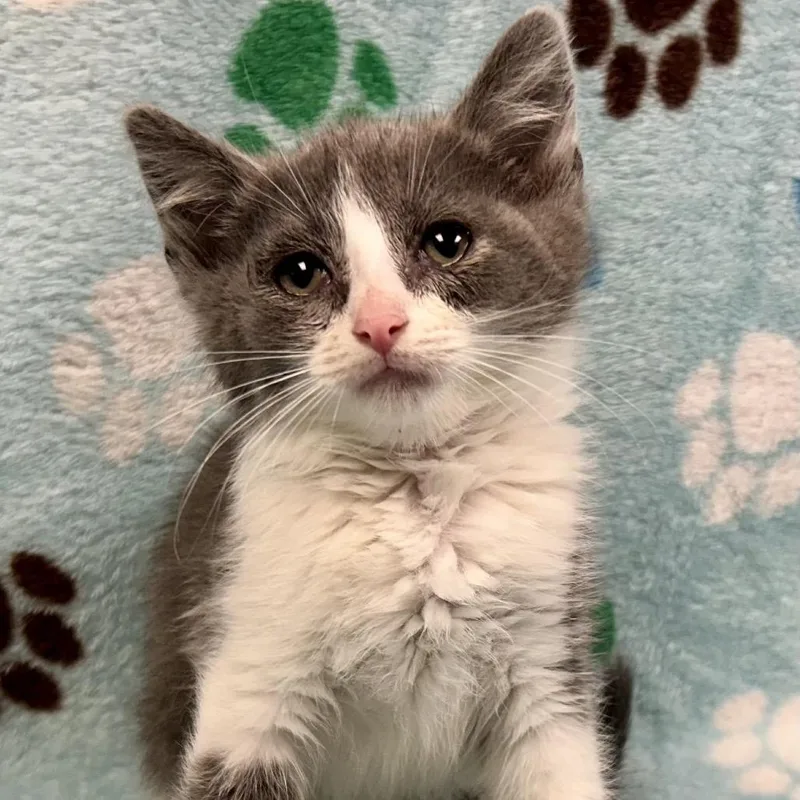 A baby small-sized female Gray / Blue / Silver Domestic Short Hair cat named Kimberly Ann Hart for adoption in St Joseph, MO