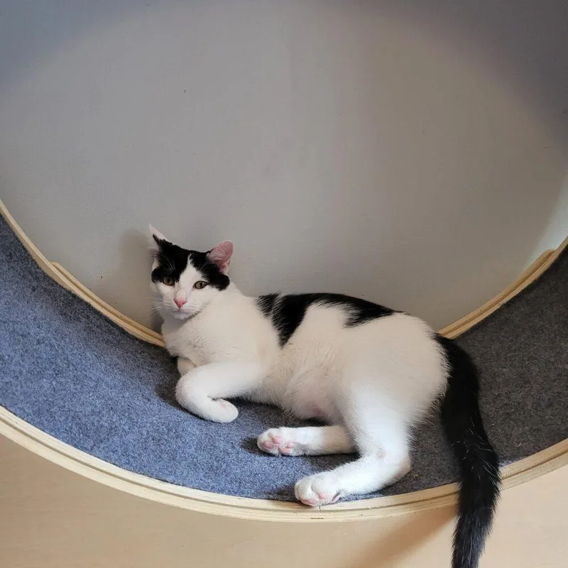 An adult medium-sized male Domestic Short Hair cat named Evan for adoption in WARNER ROBINS, GA