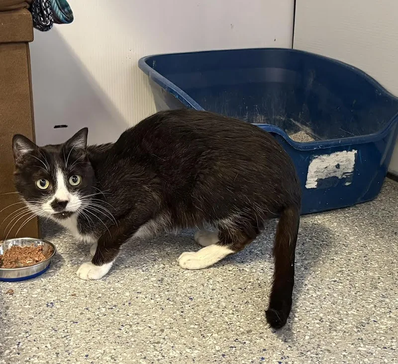 An adult medium-sized male Black & White / Tuxedo Tuxedo cat named Merlin for adoption in Carson City, NV