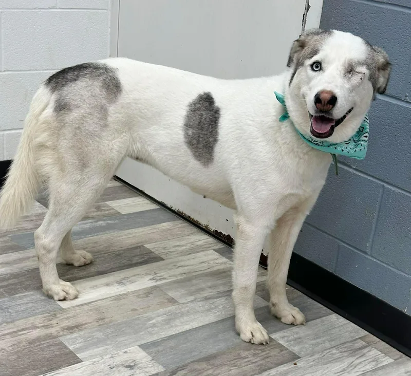 A young medium-sized female Bicolor Australian Shepherd dog named Elsa for adoption in Olympia, WA
