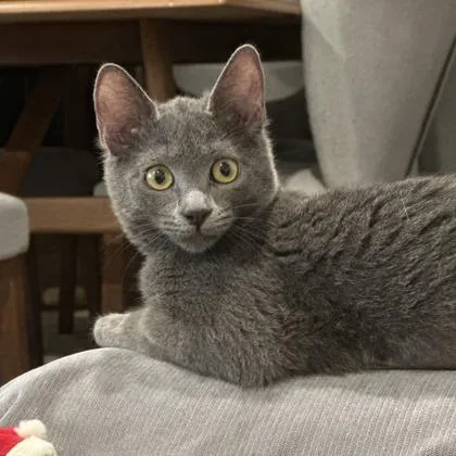 A young small-sized female Domestic Short Hair cat named Mika for adoption in Longmont, CO
