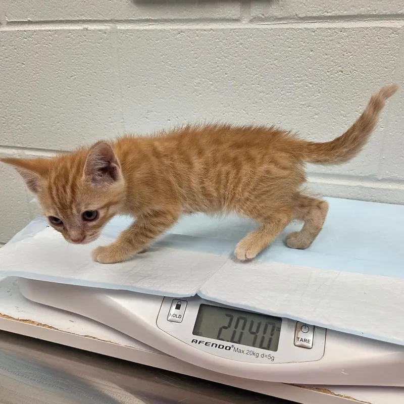 A baby small-sized male Orange / Red Domestic Short Hair cat named Cheddar for adoption in Chattanooga, TN