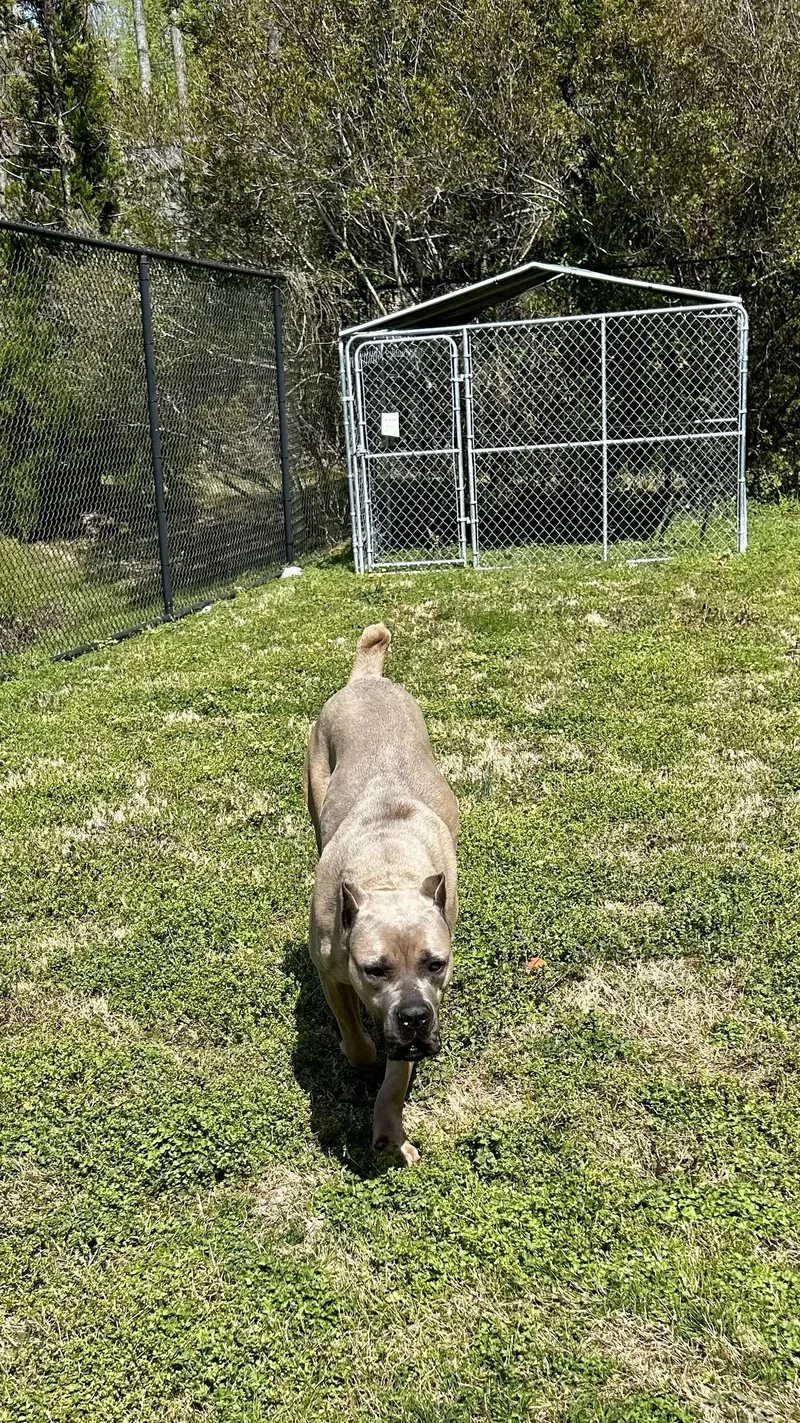 Cordelia thumbnail 2