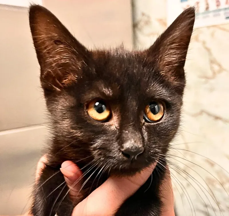 A baby small-sized female Domestic Short Hair cat named Clawdia for adoption in Utica, MI