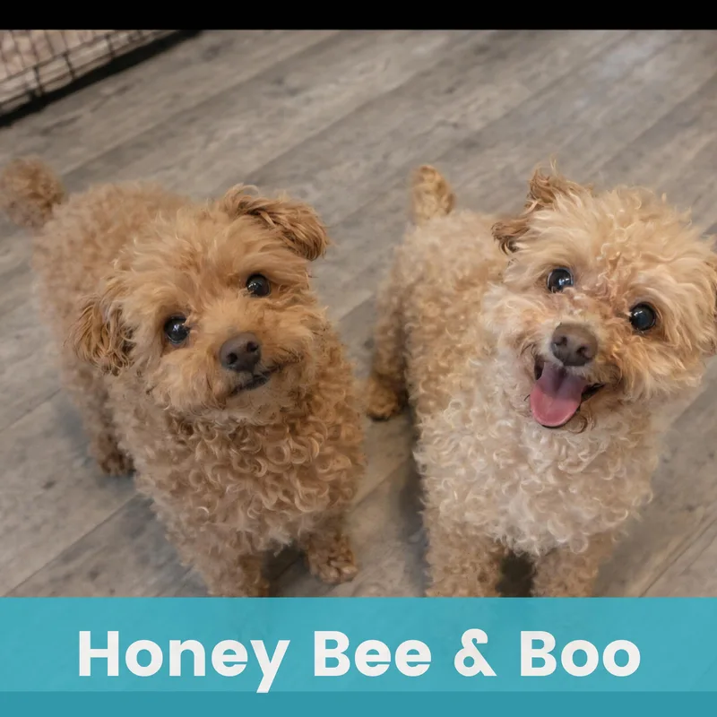 Honey Bee Bonded To