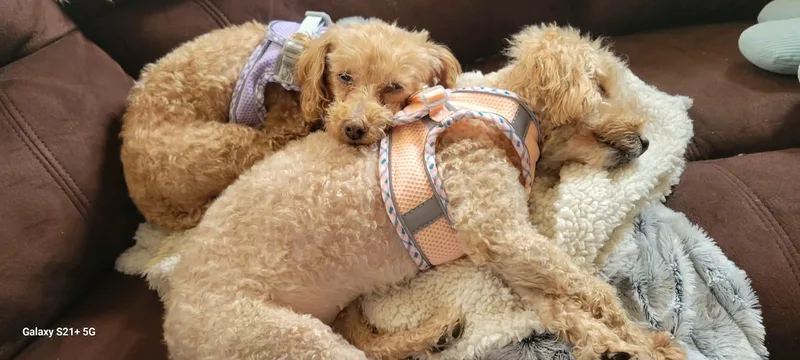 Honey Bee Bonded To thumbnail 2