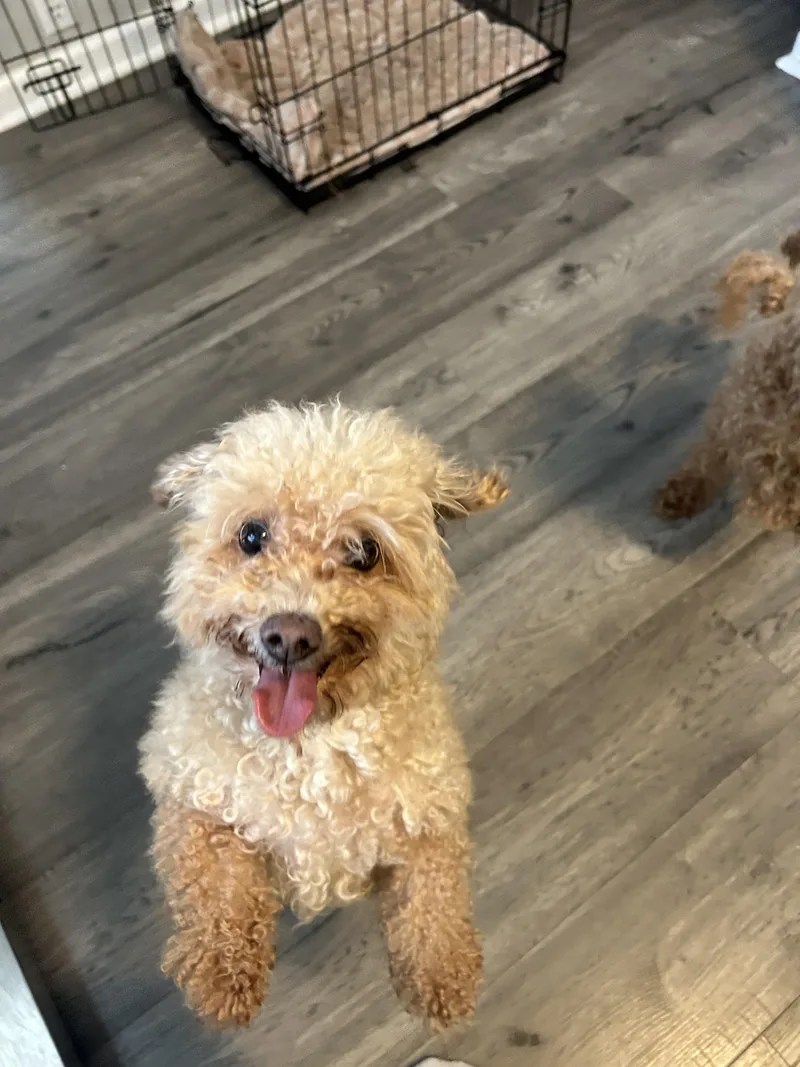 Honey Bee Bonded To thumbnail 3