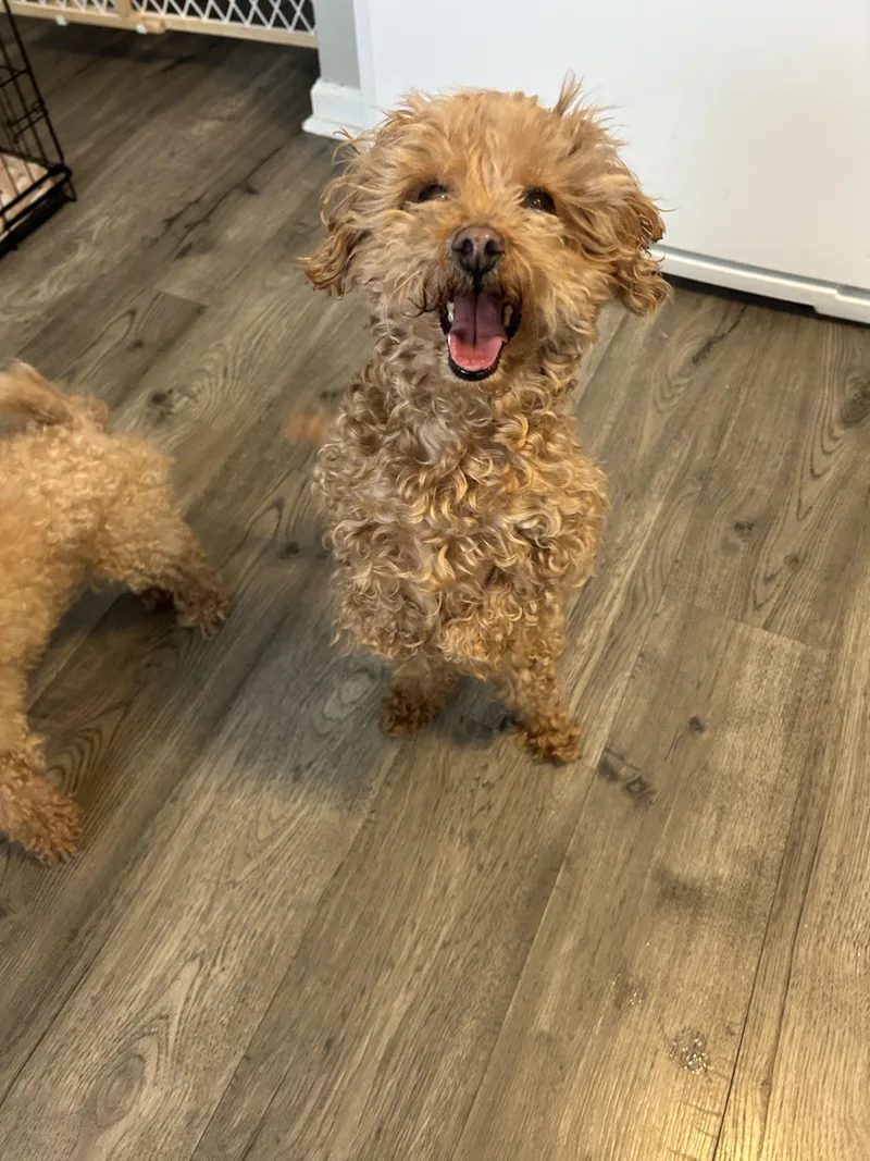 Honey Bee Bonded To thumbnail 4