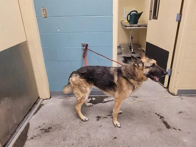 An adult medium-sized male German Shepherd Dog dog named Livingstone for adoption in Kent, WA