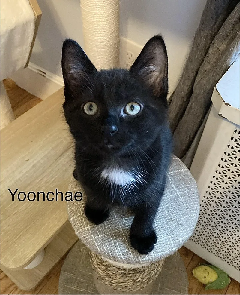 A baby small-sized female Tabby cat named Yoonchae for adoption in North Billerica, MA