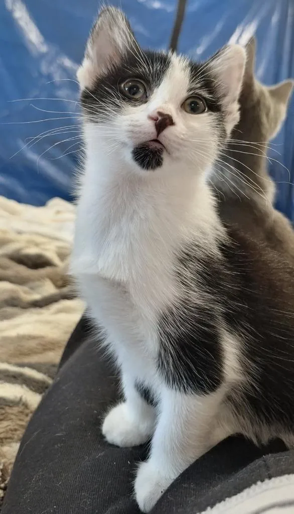 A baby small-sized female Domestic Short Hair cat named Magpie for adoption in Ballwin, MO