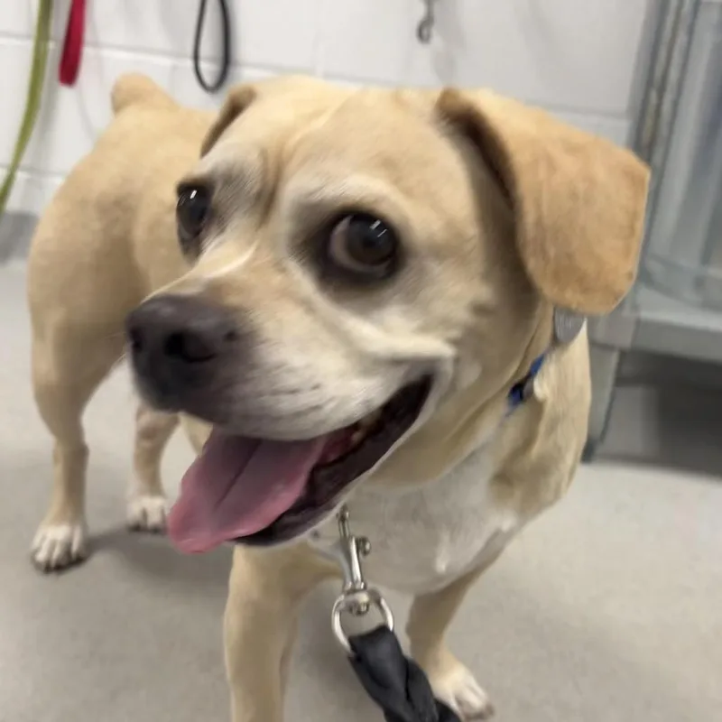 A senior medium-sized male Yellow / Tan / Blond / Fawn Pug dog named Benny for adoption in Hampton Bays, NY