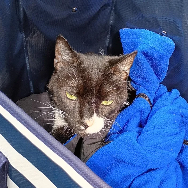 A senior large-sized male Black Domestic Medium Hair cat named Dustie for adoption in Chicago, IL
